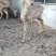 梅花鹿养殖活鹿苗小鹿幼崽亲人训化家养宠物小鹿景区观赏萌宠