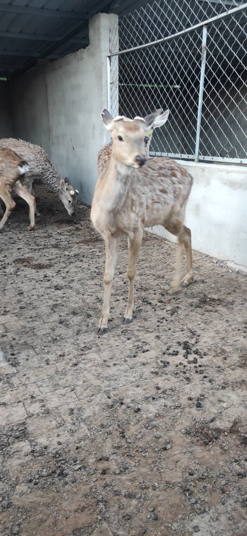 梅花鹿养殖活鹿苗小鹿幼崽亲人训化家养宠物小鹿景区观赏萌宠
