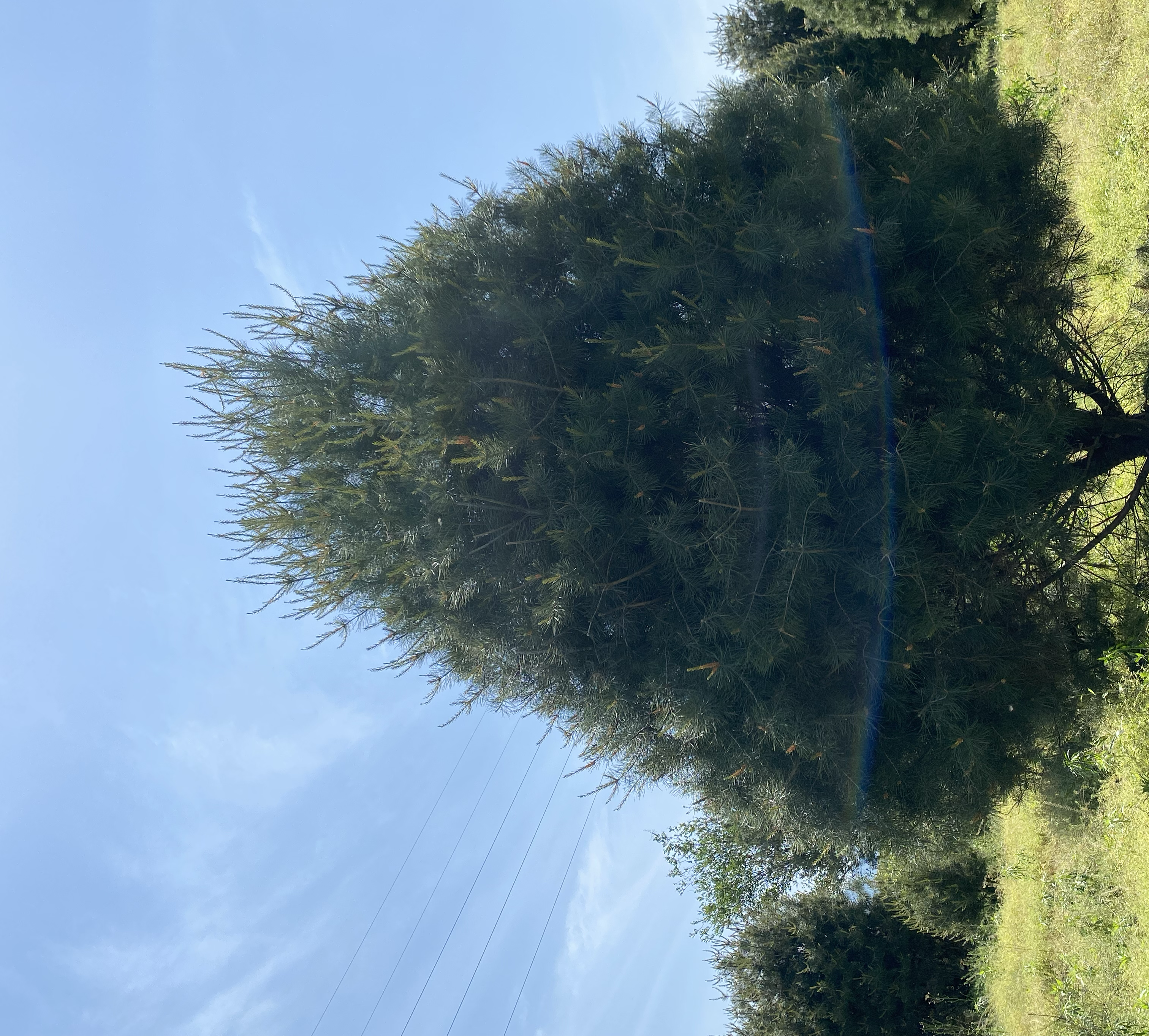 白皮松全貌展示