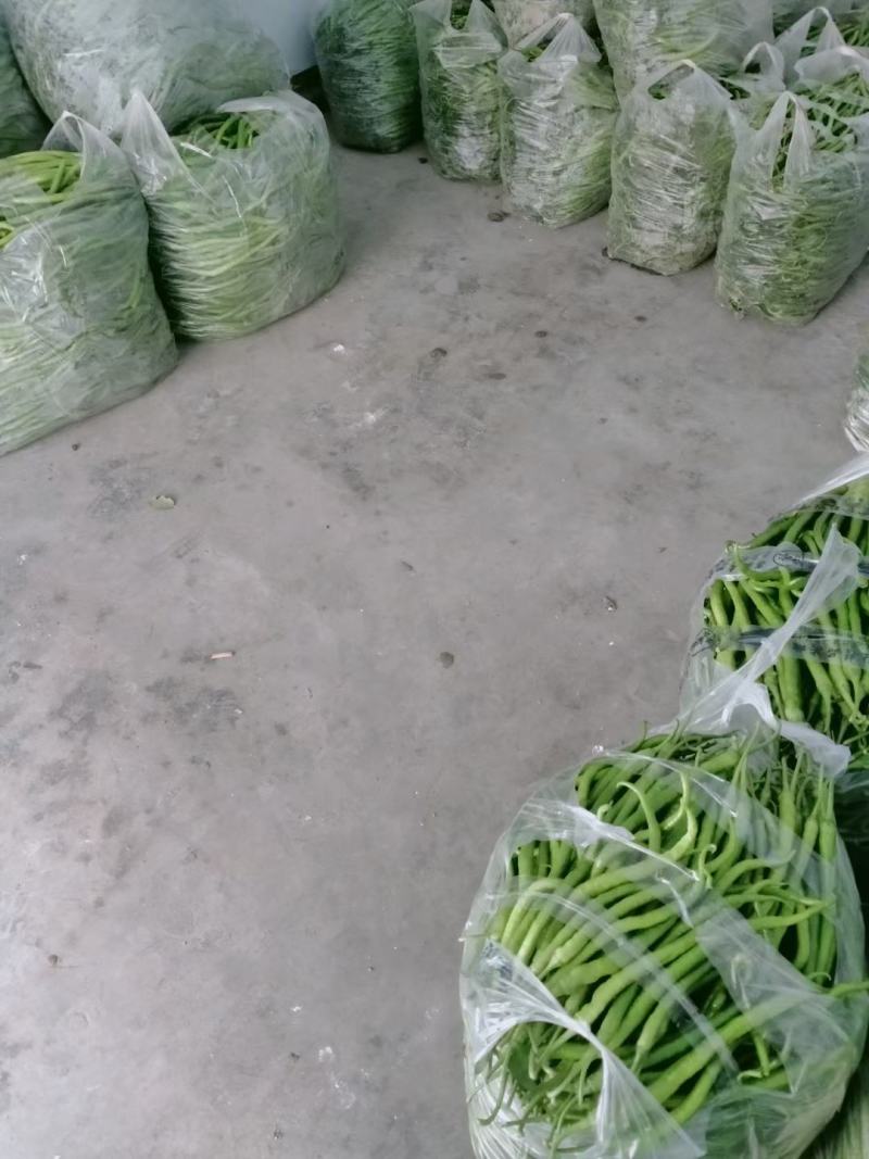 优质线椒