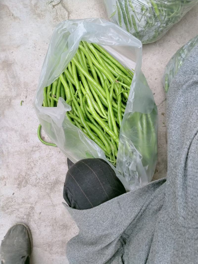 优质线椒