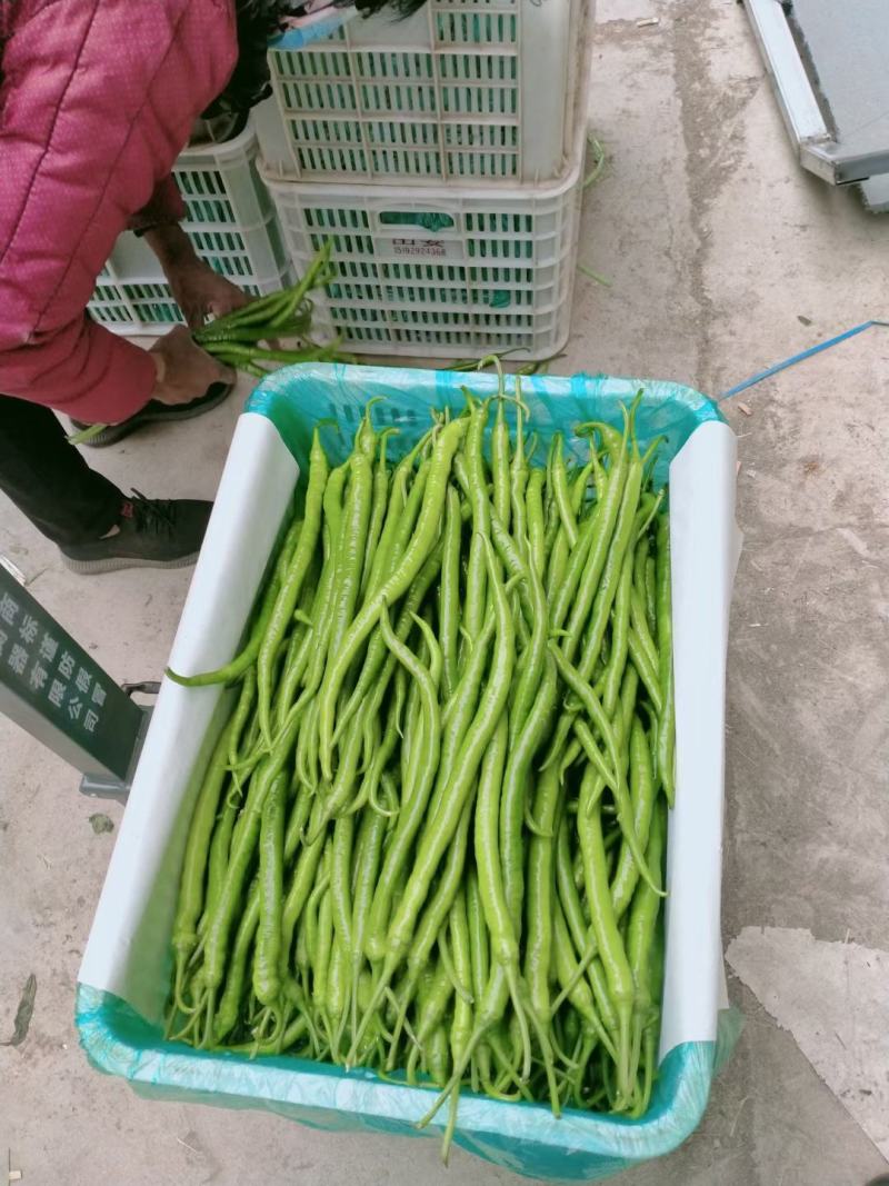 优质线椒