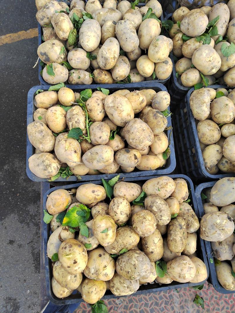 四川土豆基地直发，黄心土豆，品种多！支持电商，超市，批发