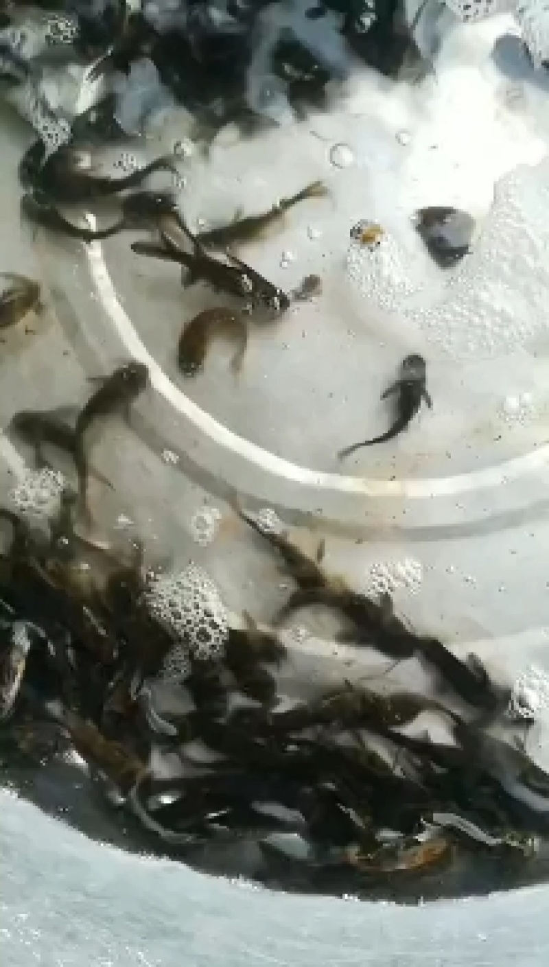 重庆市潼南区塘坝淡水养殖场欢迎各位老板光临