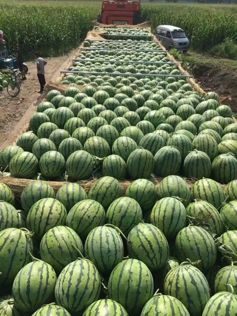 山东甜王.甜王西瓜，无籽西瓜，小糖丸西瓜，整车出货，超甜