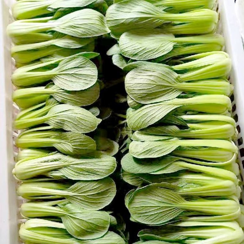 山东曹县上海青小油菜香菇菜精品油菜绿叶菜常年供应产地直发