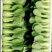 山东曹县上海青小油菜香菇菜精品油菜绿叶菜常年供应产地直发