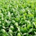 山东曹县上海青小油菜香菇菜精品油菜绿叶菜常年供应产地直发