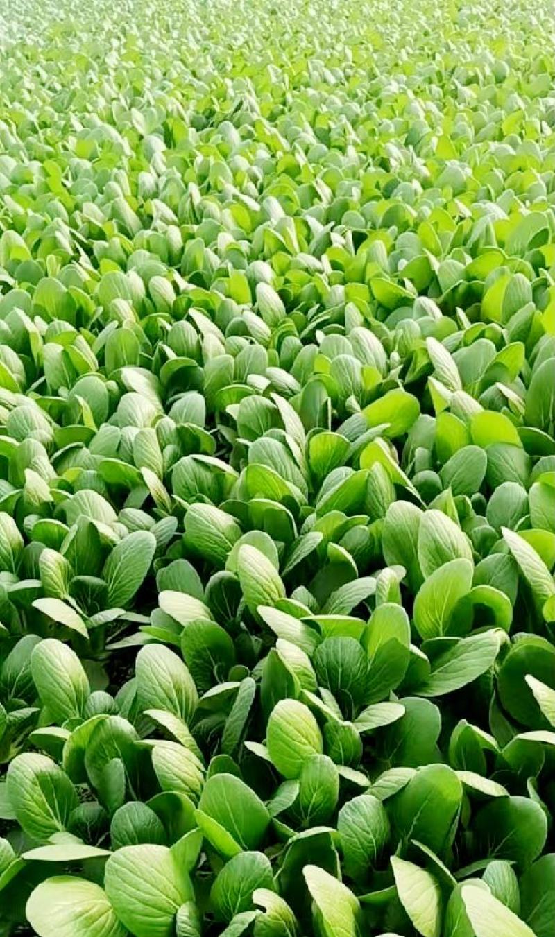 山东曹县上海青小油菜香菇菜精品油菜绿叶菜常年供应产地直发