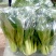 山东曹县上海青小油菜香菇菜精品油菜绿叶菜常年供应产地直发