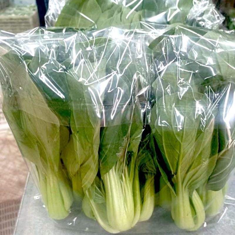 山东曹县上海青小油菜香菇菜精品油菜绿叶菜常年供应产地直发
