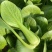 山东曹县上海青小油菜香菇菜精品油菜绿叶菜常年供应产地直发