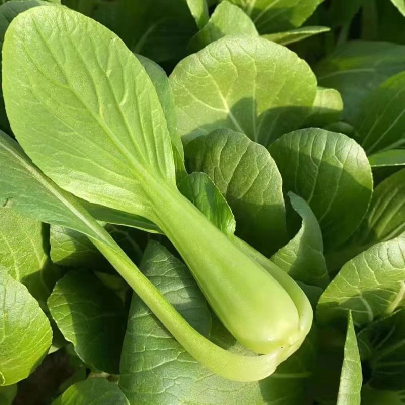 山东曹县上海青小油菜香菇菜精品油菜绿叶菜常年供应产地直发