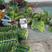 山东寿光，韭苔已上市，质量优，数量大，全国发货欢迎咨询