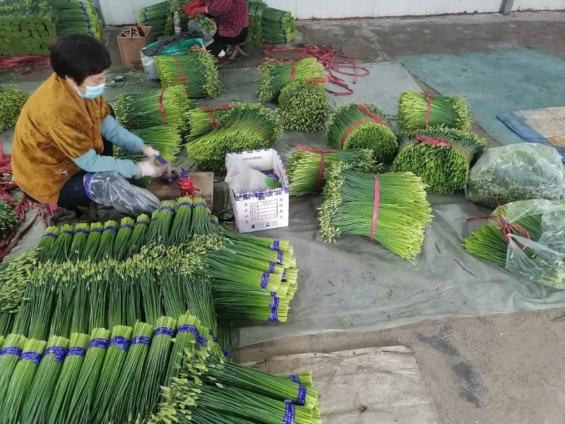 山东寿光，韭苔已上市，质量优，数量大，全国发货欢迎咨询