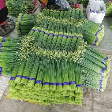 山东寿光，韭苔已上市，质量优，数量大，全国发货欢迎咨询