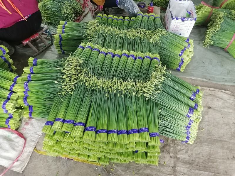 山东寿光，韭苔已上市，质量优，数量大，全国发货欢迎咨询