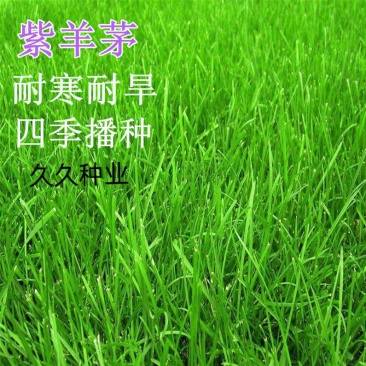 紫羊茅种子紫羊茅草种草籽紫羊毛种子四季常青护坡紫羊茅草坪
