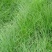 紫羊茅种子紫羊茅草种草籽紫羊毛种子四季常青护坡紫羊茅草坪