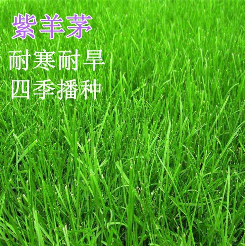 紫羊茅种子紫羊茅草种草籽紫羊毛种子四季常青护坡紫羊茅草坪