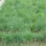紫羊茅种子紫羊茅草种草籽紫羊毛种子四季常青护坡紫羊茅草坪