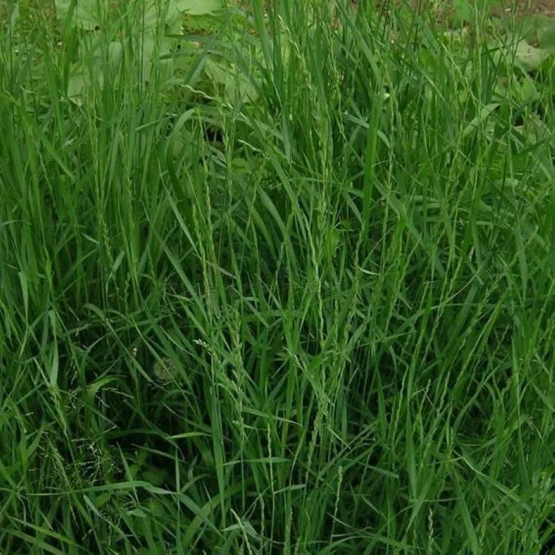 紫羊茅种子紫羊茅草种草籽紫羊毛种子四季常青护坡紫羊茅草坪