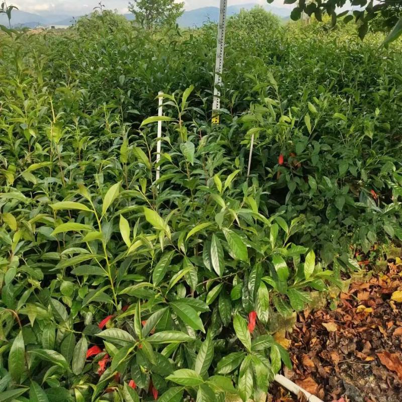 山杜英苗绿化大苗布袋复绿苗木1米-3米高
