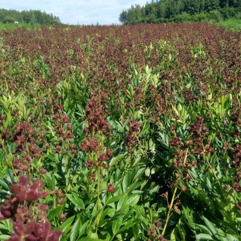 白鲜皮种子，呼伦贝尔种植白鲜皮种子，粒大饱满，干净无颗粒