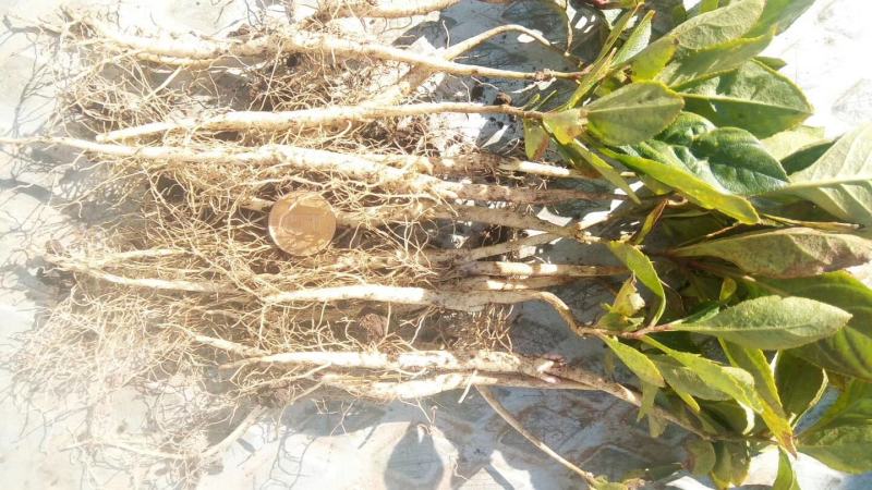 白鲜皮种子，呼伦贝尔种植白鲜皮种子，粒大饱满，干净无颗粒