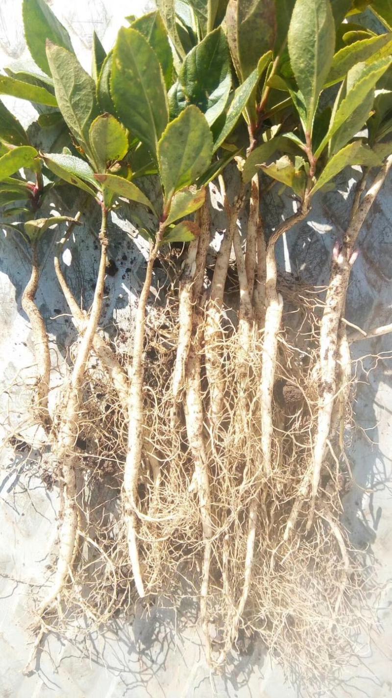 白鲜皮种子，呼伦贝尔种植白鲜皮种子，粒大饱满，干净无颗粒