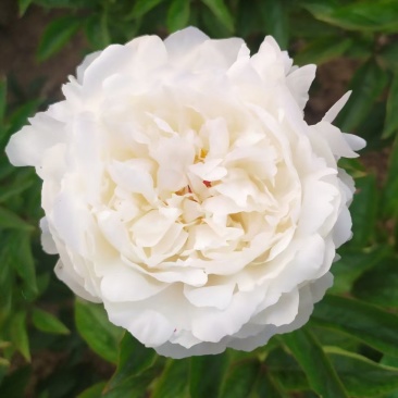 ～杨妃出浴～芍药鲜切花，菏泽种植基地，自家花田现要现采！