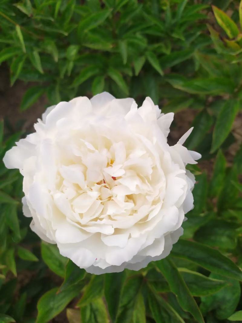 ～杨妃出浴～芍药鲜切花，菏泽种植基地，自家花田现要现采！