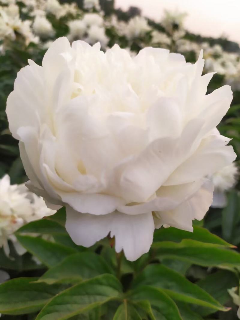 ～杨妃出浴～芍药鲜切花，菏泽种植基地，自家花田现要现采！