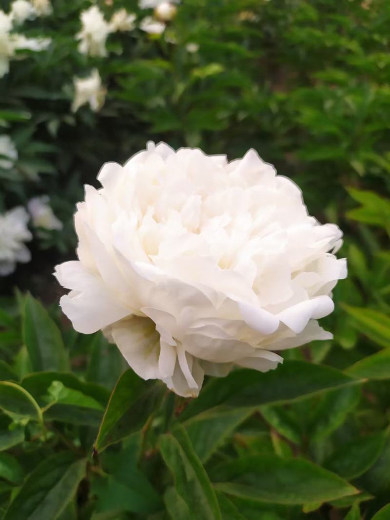 ～杨妃出浴～芍药鲜切花，菏泽种植基地，自家花田现要现采！