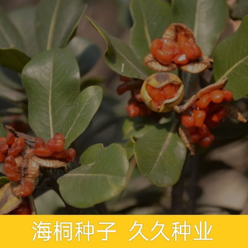 优质林木种子花卉种子海桐种子苗木种子海桐球种子