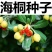 优质林木种子花卉种子海桐种子苗木种子海桐球种子