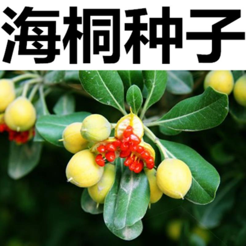 优质林木种子花卉种子海桐种子苗木种子海桐球种子