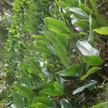 大量供应粽子叶冬叶