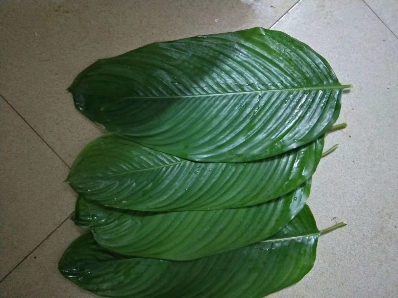 大量供应粽子叶冬叶