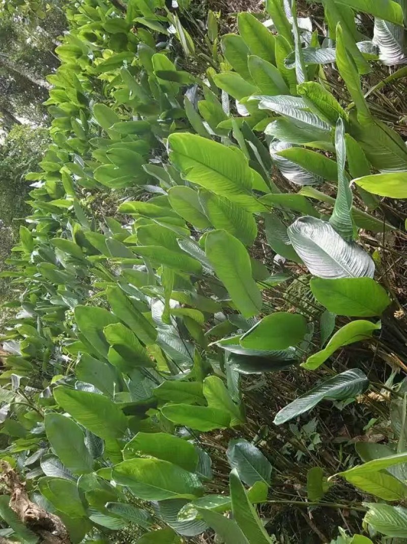 大量供应粽子叶冬叶