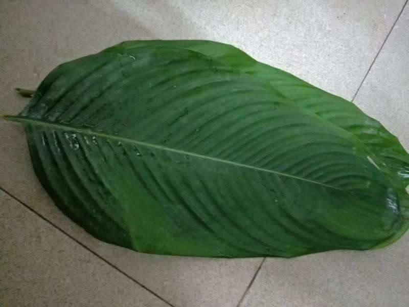 大量供应粽子叶冬叶
