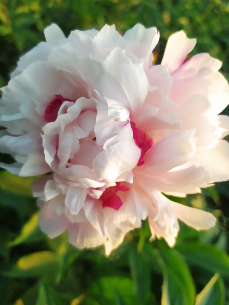 ～粉池金鱼～芍药鲜切花，菏泽种植基地，自家花田现要现采