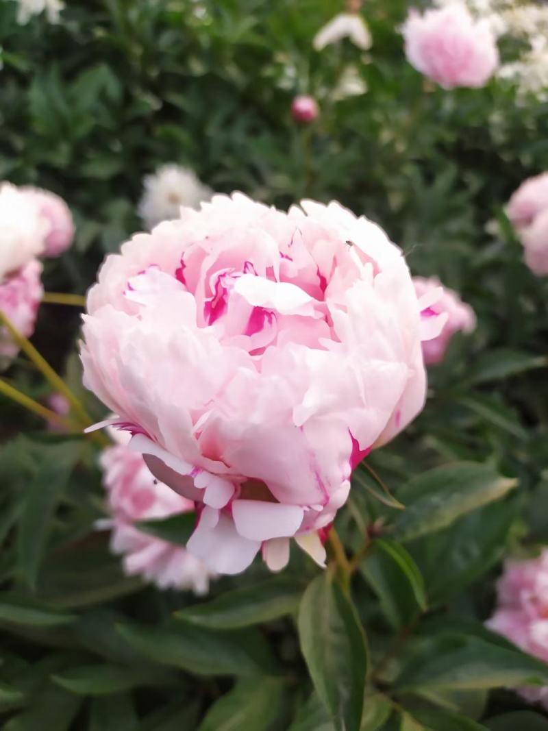 ～粉池金鱼～芍药鲜切花，菏泽种植基地，自家花田现要现采