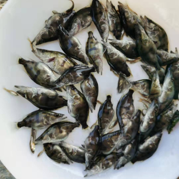 驯化食饲料鳜鱼苗