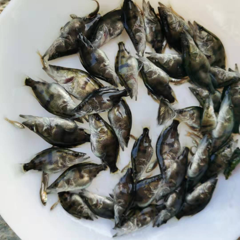 驯化食饲料鳜鱼苗