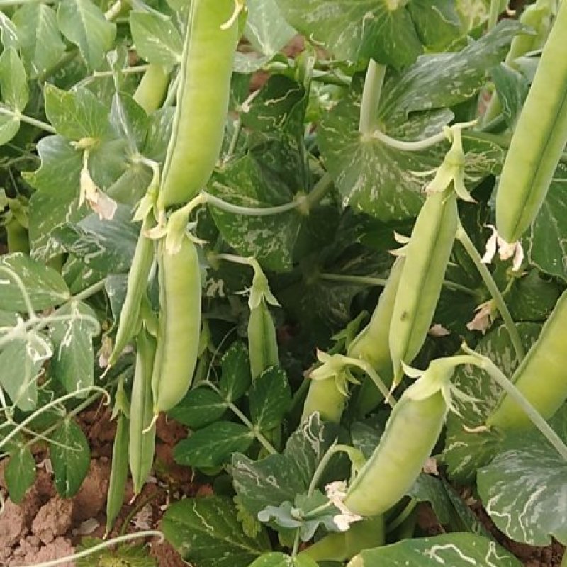 豌豆角开始收购