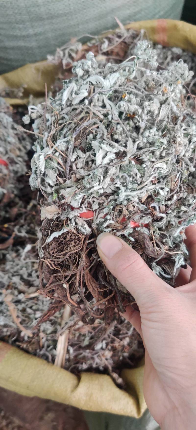 野生中药材翻白草潘百草鸡腿儿天藕儿湖鸡腿整株晒干