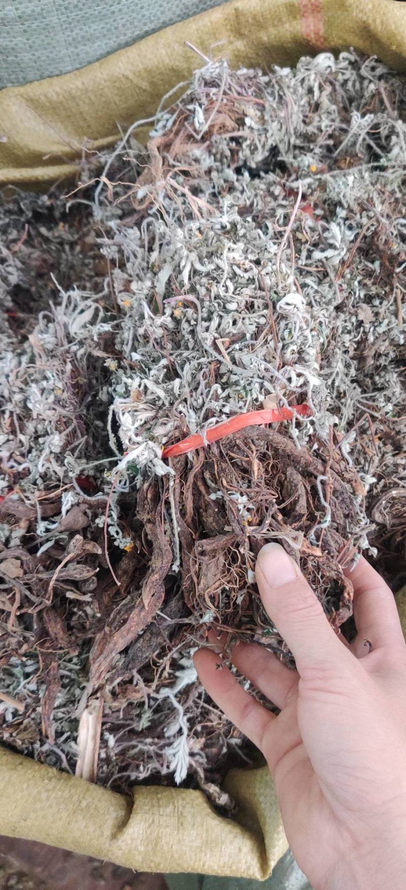 野生中药材翻白草潘百草鸡腿儿天藕儿湖鸡腿整株晒干