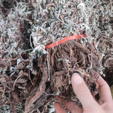 野生中药材翻白草潘百草鸡腿儿天藕儿湖鸡腿整株晒干