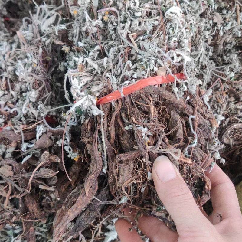 野生中药材翻白草潘百草鸡腿儿天藕儿湖鸡腿整株晒干